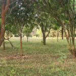 Prime-5-Acre-Property-in-Karamaini-Estate