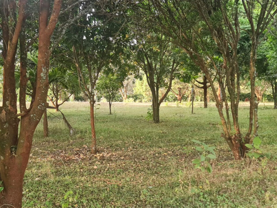 Prime-5-Acre-Property-in-Karamaini-Estate